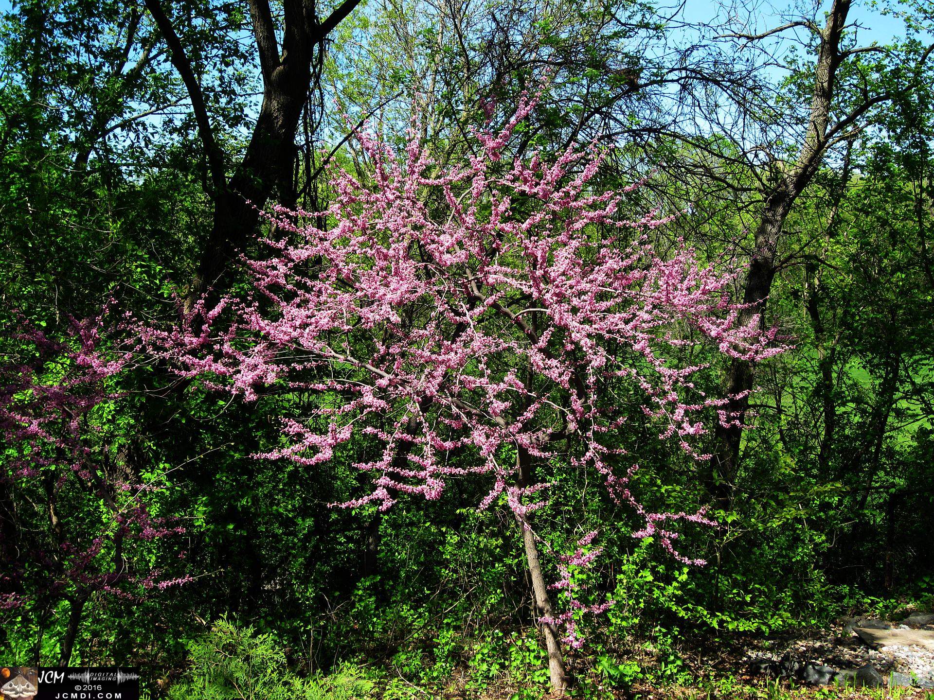 Como Zoo conservatory, MN japanese garden